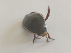 Cybister lateralimarginalis