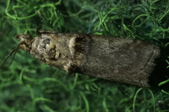 Trachonitis cristella