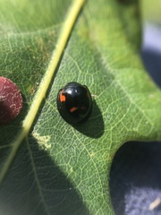 Exochomus quadripustulatus