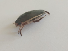 Cybister lateralimarginalis