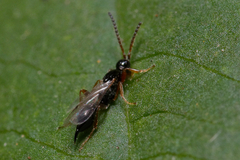 Exallonyx