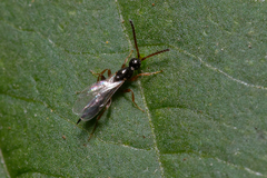 Exallonyx