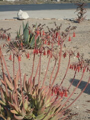 Cotyledon orbiculata