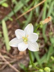 Chamaescilla corymbosa