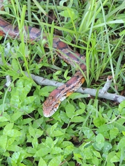 Pantherophis guttatus
