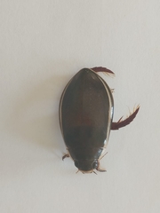 Cybister lateralimarginalis