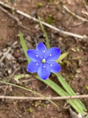 Chamaescilla corymbosa