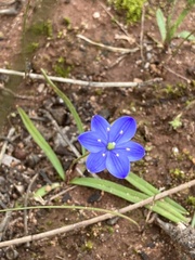 Chamaescilla corymbosa