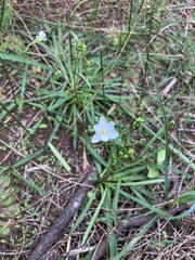 Chamaescilla corymbosa
