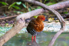 Rallina fasciata