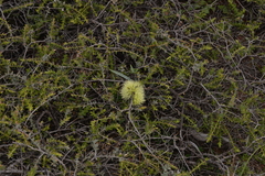 Melaleuca longistaminea