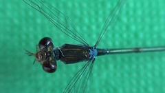 Zygoptera