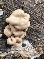 Trichoderma peltatum