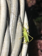 Meconema thalassinum