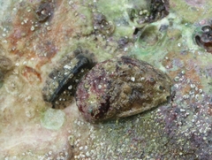 Haliotis tuberculata