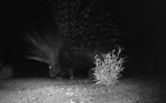 Hystrix africaeaustralis