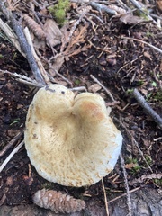 Lactarius scrobiculatus