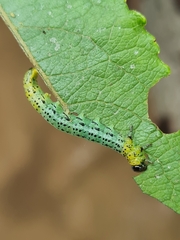 Euura miliaris