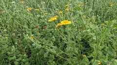 Pulicaria dysenterica