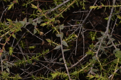 Melaleuca longistaminea