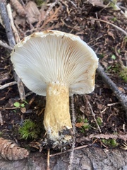 Lactarius scrobiculatus