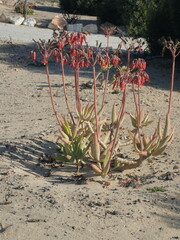 Cotyledon orbiculata