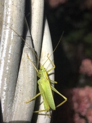 Meconema thalassinum