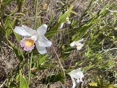Sobralia