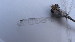 Zygoptera