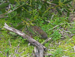 Sericornis frontalis