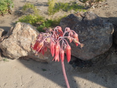 Cotyledon orbiculata