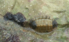 Rhyssoplax olivacea