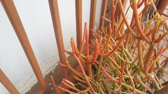 Euphorbia tirucalli