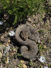 Bitis arietans