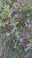 Erodium cicutarium