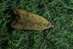 Dichomeris limosellus