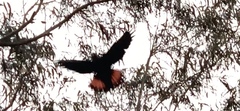 Calyptorhynchus lathami