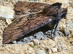 Nisista serrata