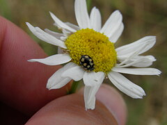 Coccinula quatuordecimpustulata