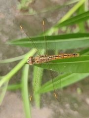 Brachythemis contaminata
