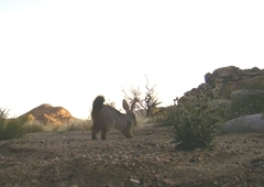 Pronolagus rupestris