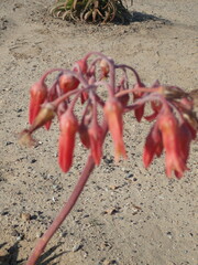 Cotyledon orbiculata