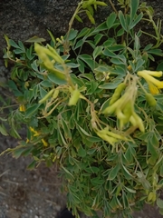 Pseudofumaria lutea