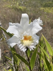 Sobralia