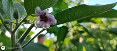 Solanum melongena