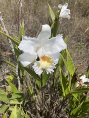 Sobralia