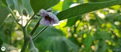 Solanum melongena