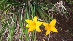 Hemerocallis lilioasphodelus
