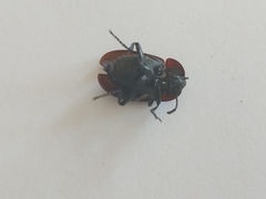 Silphidae