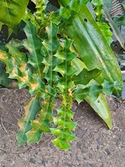 Acanthus ilicifolius